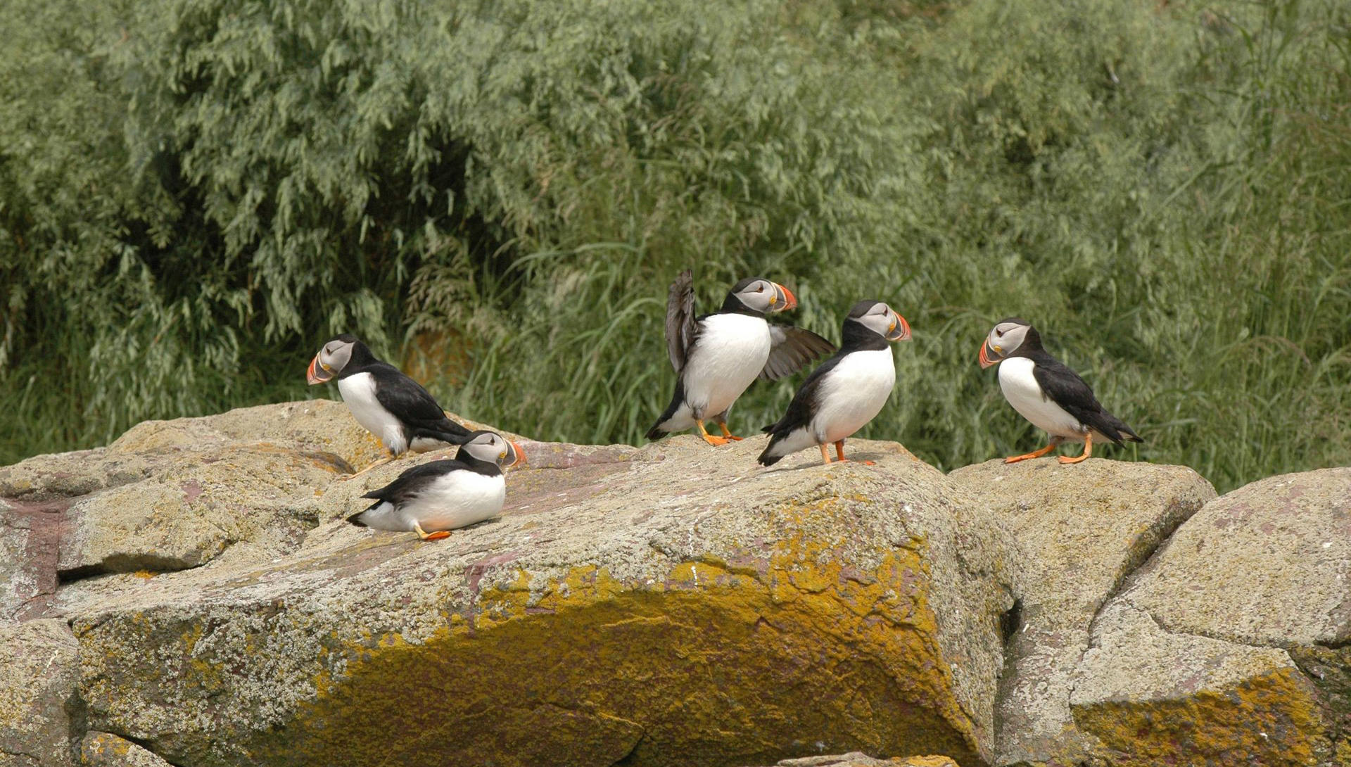 Puffins Newfoundland and Labrador | Photo Credit ©Newfoundland and Labrador Tourism